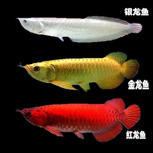 銀龍魚能和紅龍魚混養(yǎng)嗎圖片