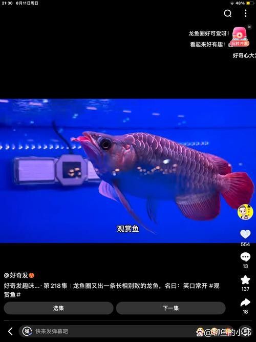 銀龍魚能和紅龍魚混養(yǎng)嗎圖片