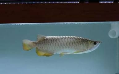 龍魚剪嘴修復階段圖（龍魚剪嘴修復階段圖怎么看）