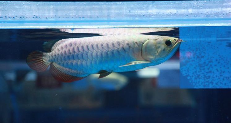 龍魚比賽冠軍特殊組（2023年長城杯世界龍魚錦標賽特殊組冠軍特殊組摘要）