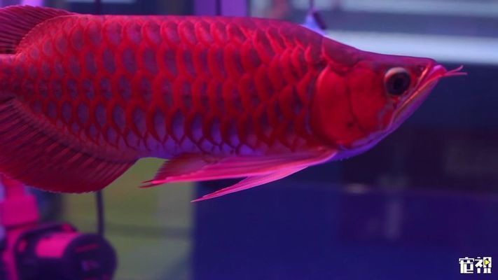 龍魚比賽冠軍特殊組（2023年長城杯世界龍魚錦標賽特殊組冠軍特殊組摘要）