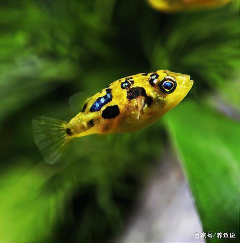 如何判斷龍魚是否需要加鹽？