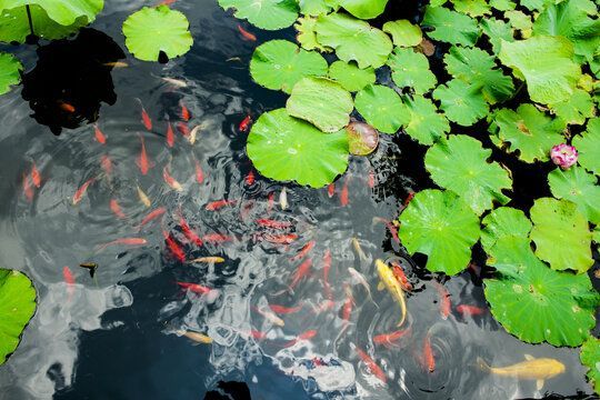小龍魚產自哪里的魚：小龍魚在世界各地被廣泛養殖，在世界各地被廣泛養殖