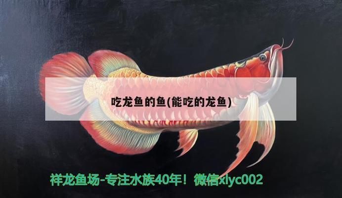 青龍魚的營養價值及功效（青龍魚與其他魚類比較,青龍魚適宜人群及禁忌青龍魚）