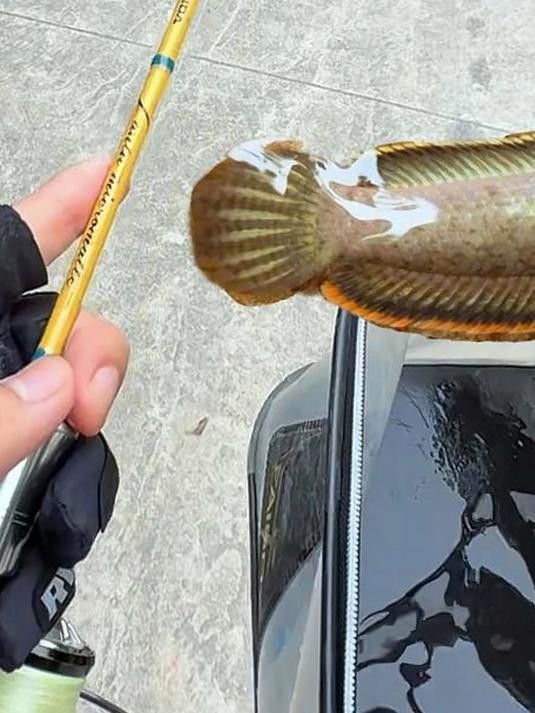 廣東野生雷龍魚有哪些稀有品種？