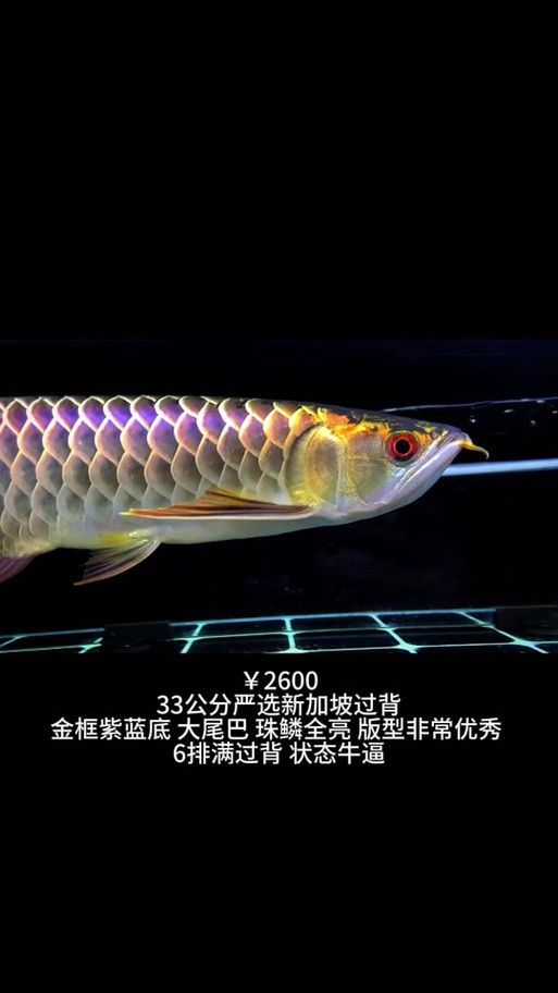 如何辨別真假白子金龍魚？