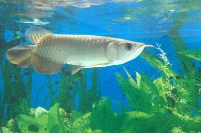 銀龍魚非常小膽怎么辦（如何解決銀龍魚膽小的問(wèn)題）