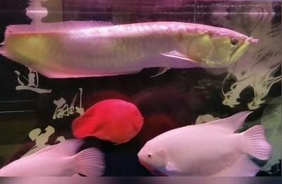 銀龍魚非常小膽怎么辦（如何解決銀龍魚膽小的問(wèn)題）