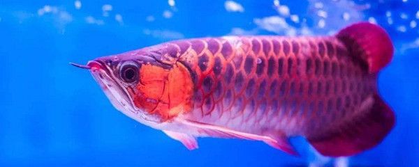 龍魚生長速度快嗎：如何判斷龍魚的生長速度