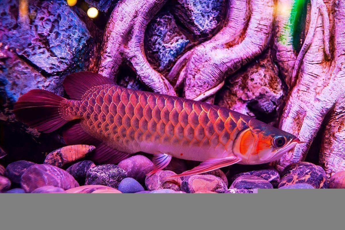 金龍觀賞魚價格及圖片