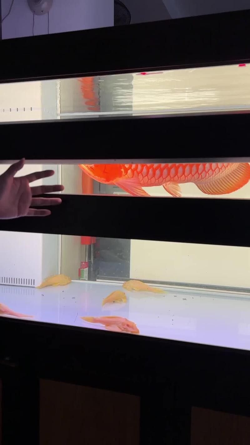 紅龍魚變色過程圖片欣賞視頻