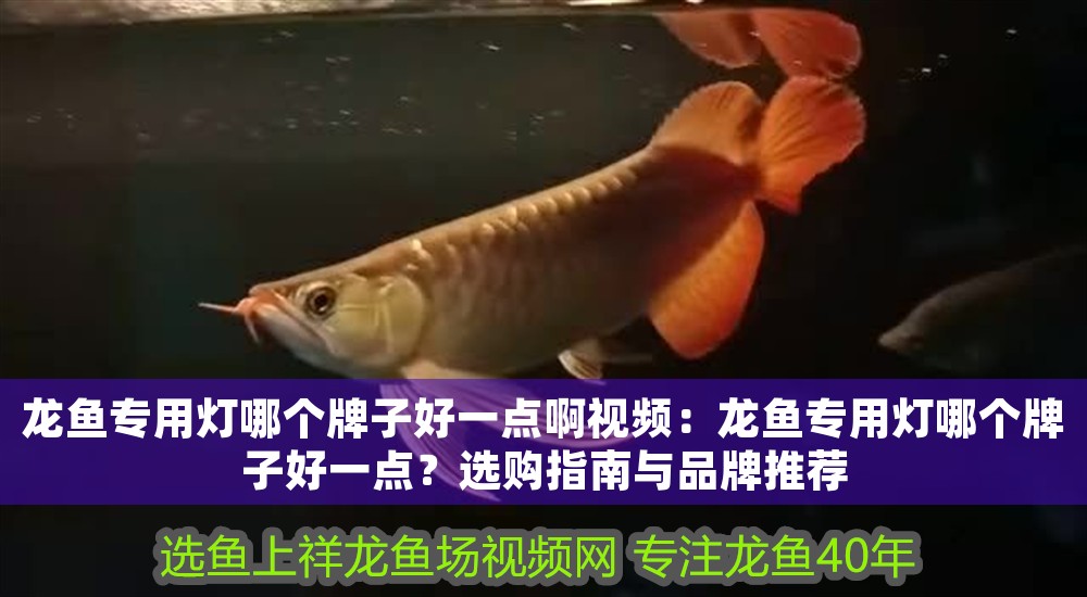 龍魚專用燈哪個牌子好一點啊視頻：龍魚專用燈哪個牌子好一點？選購指南與品牌推薦