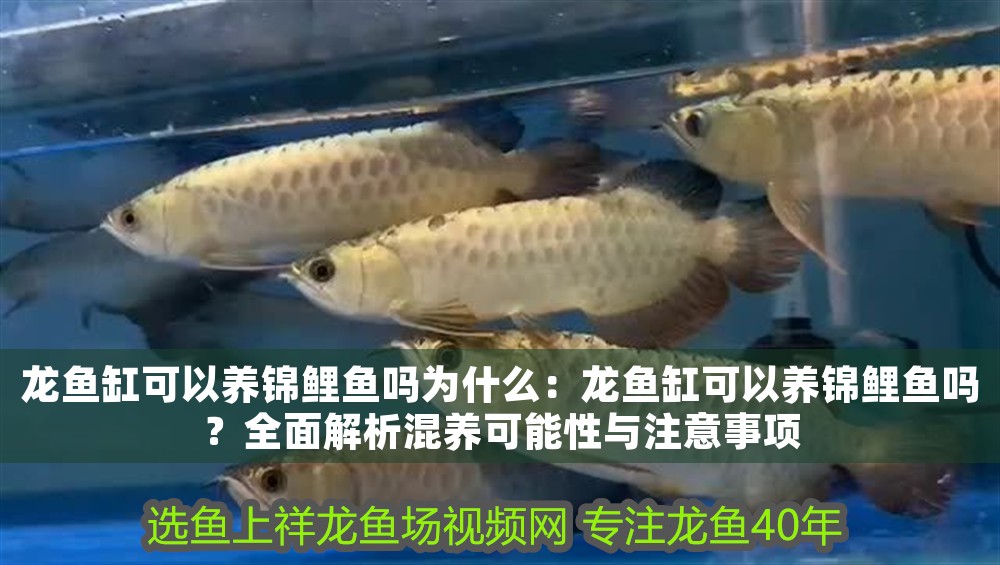 龍魚缸可以養錦鯉魚嗎為什么：龍魚缸可以養錦鯉魚嗎？全面解析混養可能性與注意事項 龍魚缸可以養錦鯉魚嗎為什么：龍魚缸可以養錦鯉魚嗎？全面解析混養可能性與注意事項 龍魚百科 第1張
