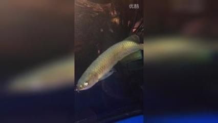 龍魚和招財魚打架怎么辦：龍魚和招財魚打架怎么辦龍魚和招財魚打架怎么辦