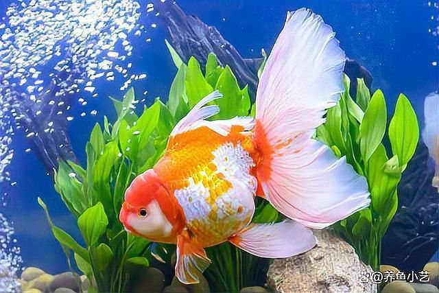 如何判斷龍魚是否需要增色飼料？