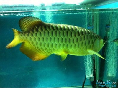 龍魚抬頭：“龍?zhí)ь^”是一種文化象征，如果你的龍魚持續(xù)出現(xiàn)異常行為