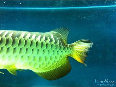 龍魚抬頭：“龍抬頭”是一種文化象征，如果你的龍魚持續出現異常行為
