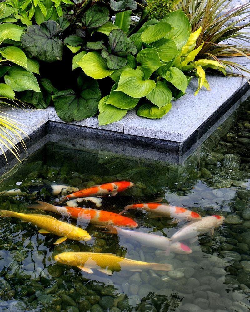 龍魚缸造景圖片高清圖