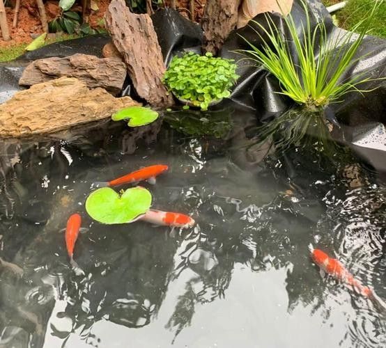 龍魚缸造景圖片高清圖