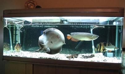 家養龍魚能活多久（家養龍魚的壽命受多種因素影響家養龍魚壽命受多種因素影響）