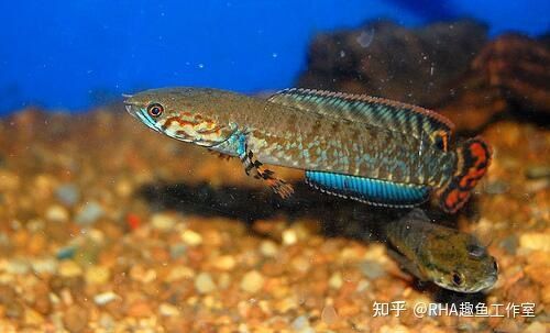 龍魚多長時間喂一次飼料：龍魚的喂食頻率應該根據它們的生長階段來決定