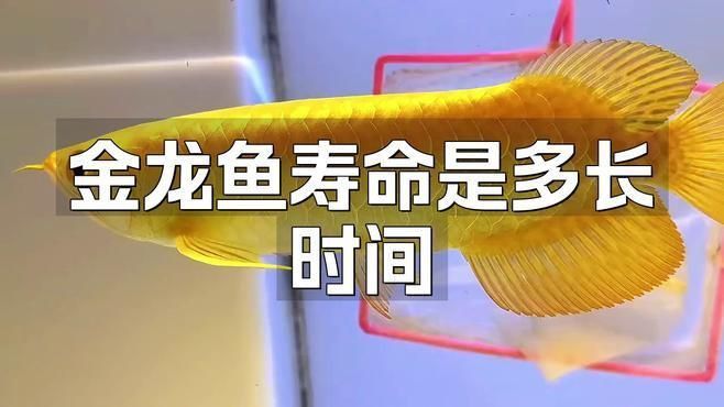 金龍魚正常壽命是多少年