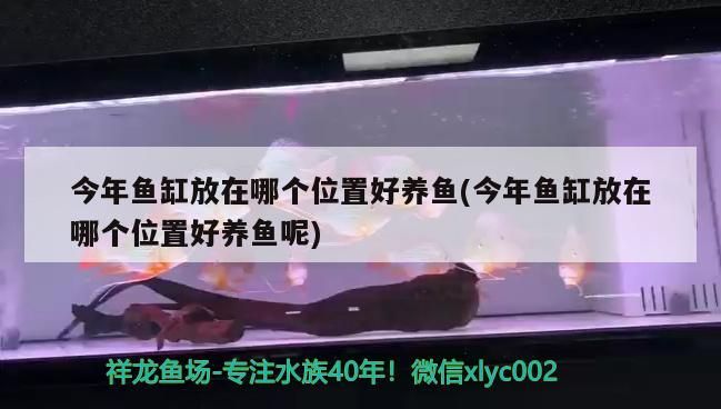 今年魚缸放在哪個位置好養魚(今年魚缸放在哪個位置好養魚呢)