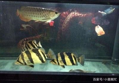 龍魚跟虎魚養的寓意和象征
