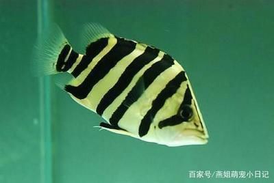 龍魚跟虎魚養的寓意和象征
