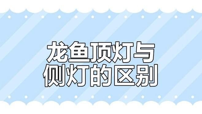 龍魚用什么燈不掉眼