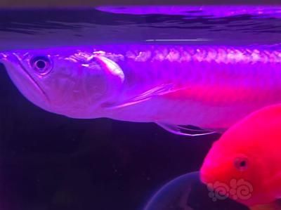 龍魚生病了要開燈嗎：當(dāng)龍魚生病時，是否需要開燈取決于具體情況