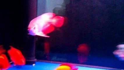 龍魚生病了要開燈嗎：當龍魚生病時，是否需要開燈取決于具體情況