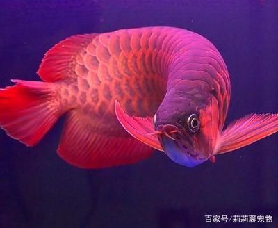 龍魚用什么背景發色好：龍魚用什么背景發色好呢？