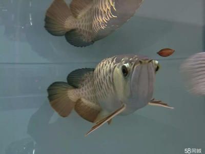 40cm龍魚價格（40cm金龍魚價格搜索結果顯示銀龍魚價格差不多）