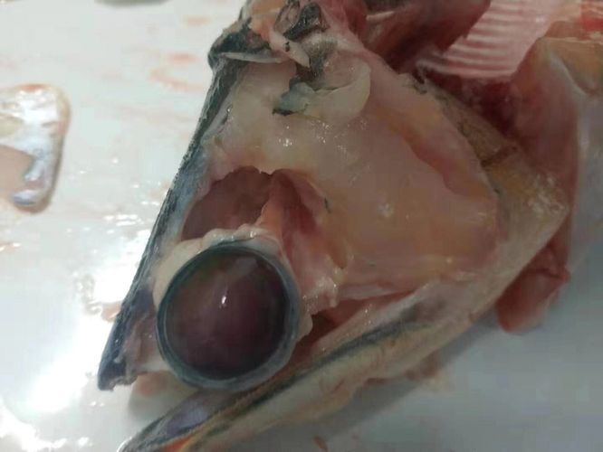 龍魚突然暴斃解剖魚泡壞了怎么辦龍魚突然暴斃解剖魚泡壞了怎么辦：龍魚突然暴斃解剖魚泡壞了怎么辦
