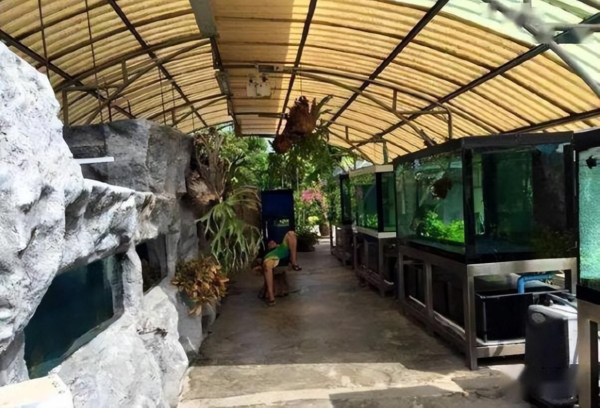 養(yǎng)龍魚的魚缸一個(gè)月用多少電費(fèi)養(yǎng)龍魚的魚缸電費(fèi)因素而異：養(yǎng)龍魚的魚缸一個(gè)月用多少電費(fèi)養(yǎng)龍魚的魚缸一個(gè)月用多少電費(fèi)