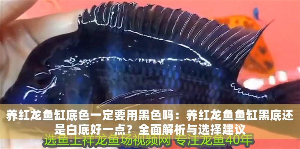 養(yǎng)紅龍魚缸底色一定要用黑色嗎：養(yǎng)紅龍魚魚缸黑底還是白底好一點？全面解析與選擇建議