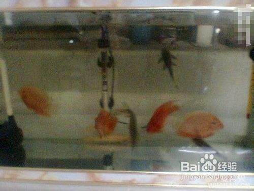 過背金龍魚怎么看品相圖解