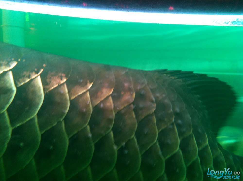 龍魚魚鱗寄生蟲圖片大全（龍魚魚鱗寄生蟲圖片）