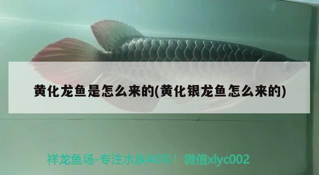 魚缸多久清理一次？怎么清理更徹底？（魚缸過濾棉多久更換魚缸消毒后如何恢復(fù)）