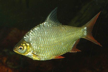 龍魚(yú)配泰國(guó)鯽：龍魚(yú)配泰國(guó)鯽魚(yú)