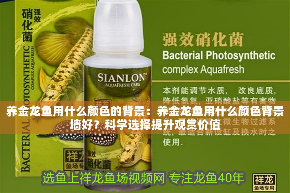 養金龍魚用什么顏色的背景：養金龍魚用什么顏色背景墻好？科學選擇提升觀賞價值