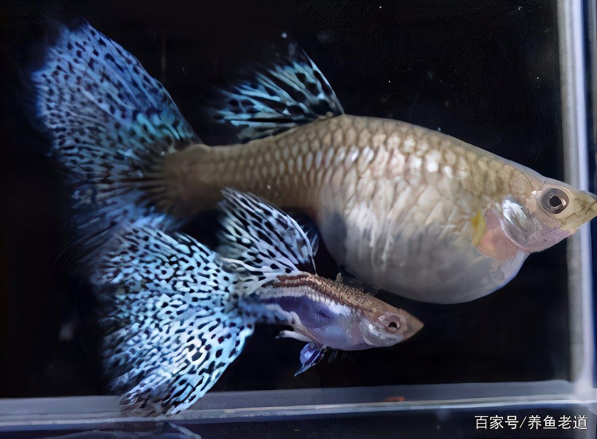 蝴蝶鯉和金龍魚混養
