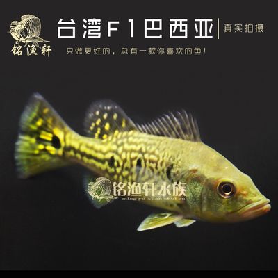 龍魚一般配什么魚好看：選擇與龍魚混養的配魚時需要考慮多個因素，需要考慮多個因素