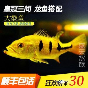 龍魚一般配什么魚好看：選擇與龍魚混養的配魚時需要考慮多個因素，需要考慮多個因素