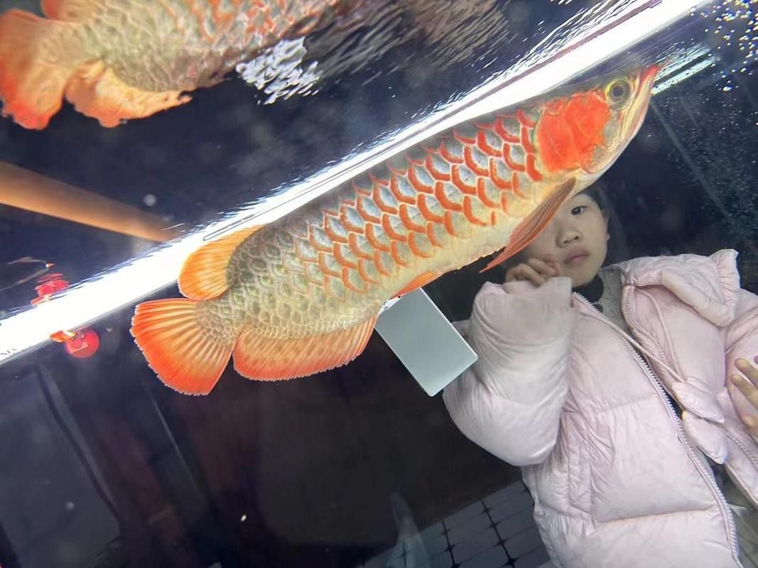 金龍魚一般多大的缸：金龍魚的魚缸尺寸