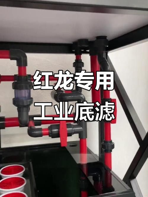 金龍魚一般多大的缸：金龍魚的魚缸尺寸