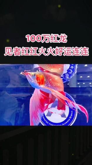 金龍魚一般多大的缸：金龍魚的魚缸尺寸