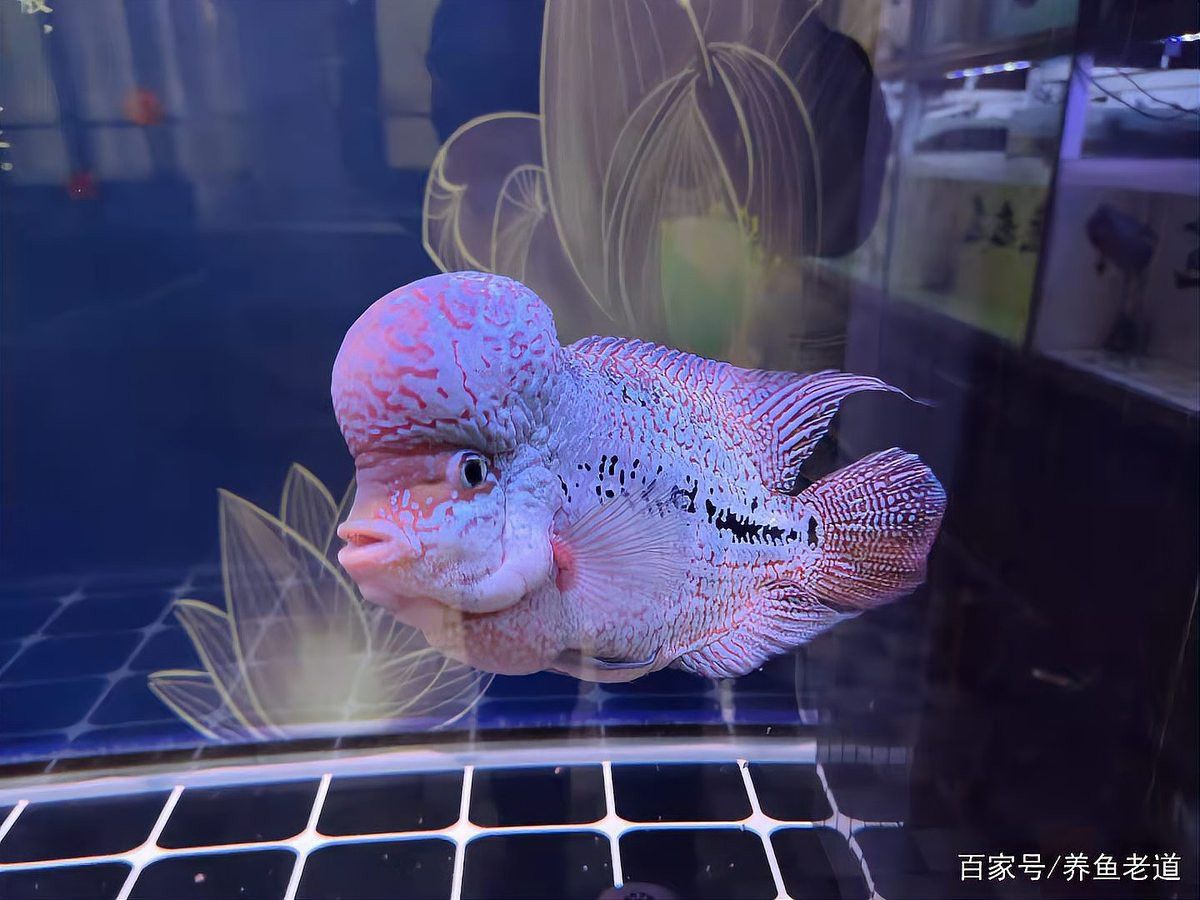 金龍魚一般多大的缸：金龍魚的魚缸尺寸