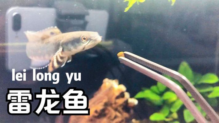 雷龍魚商家發(fā)過(guò)來(lái)用藥水泡過(guò)的（如何判斷雷龍魚是否用藥水泡過(guò)）